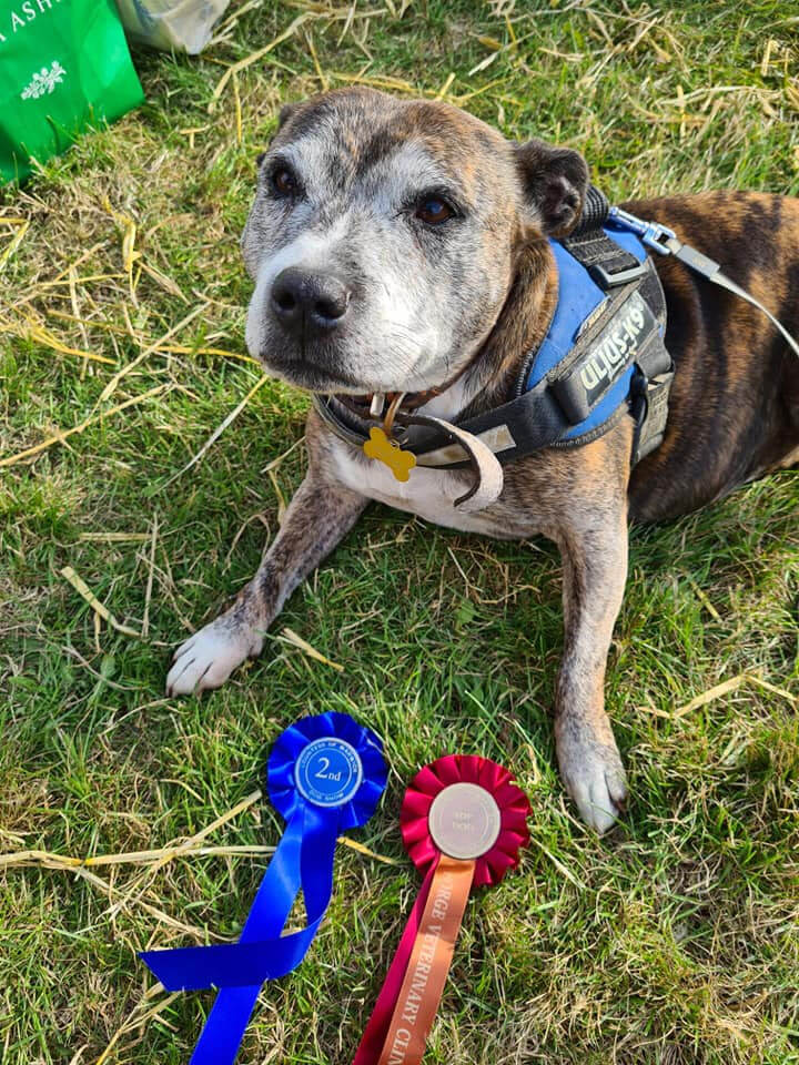 Dog Show Entry Form Now Available The Countess of Warwick Country Show