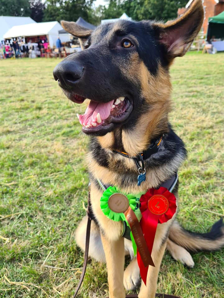 Dog Show Entry Form Now Available The Countess of Warwick Country Show