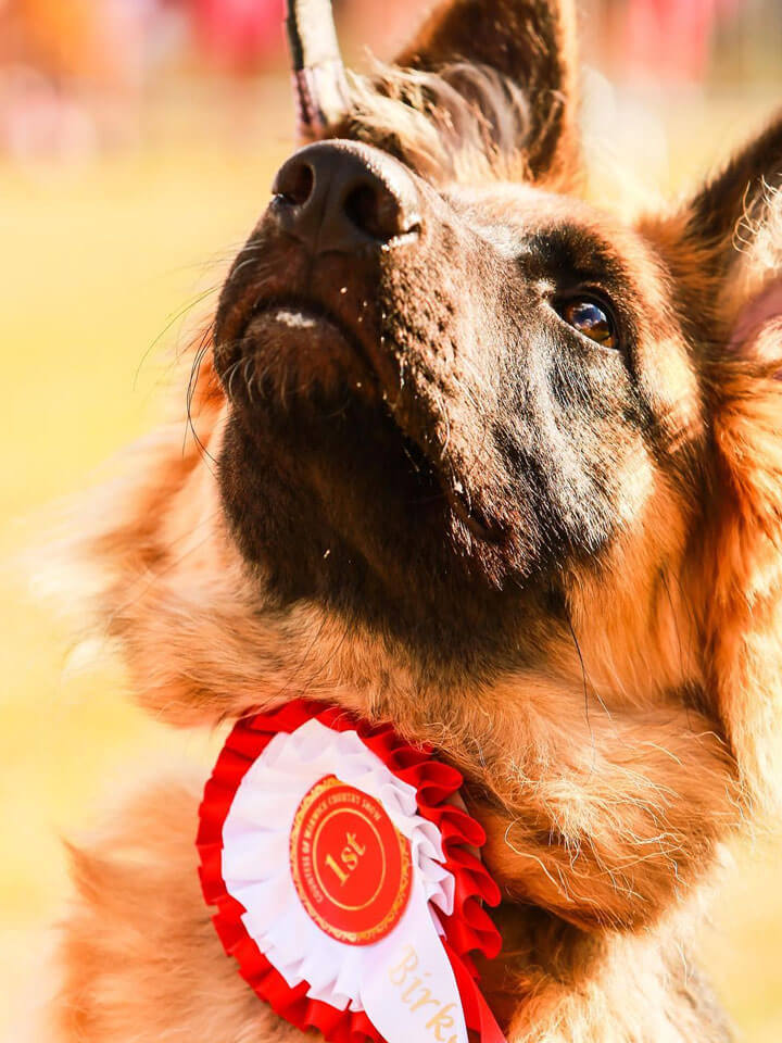 Dog Show Entry Form Now Available The Countess of Warwick Country Show
