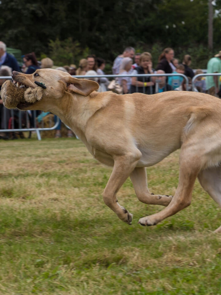 Dog Show Entry Form Now Available The Countess of Warwick Country Show