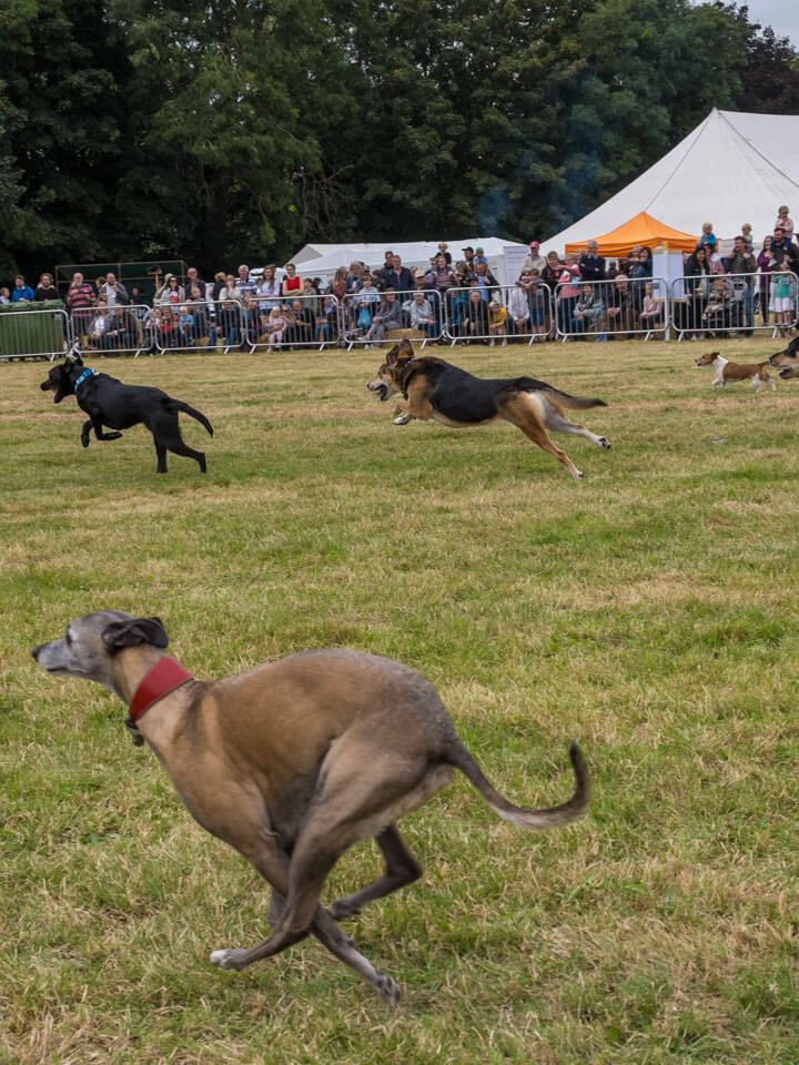 Dog Show Entry Form Now Available The Countess of Warwick Country Show
