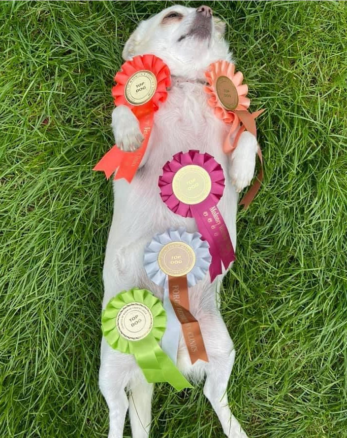 Dog Show Entry Form Now Available The Countess of Warwick Country Show