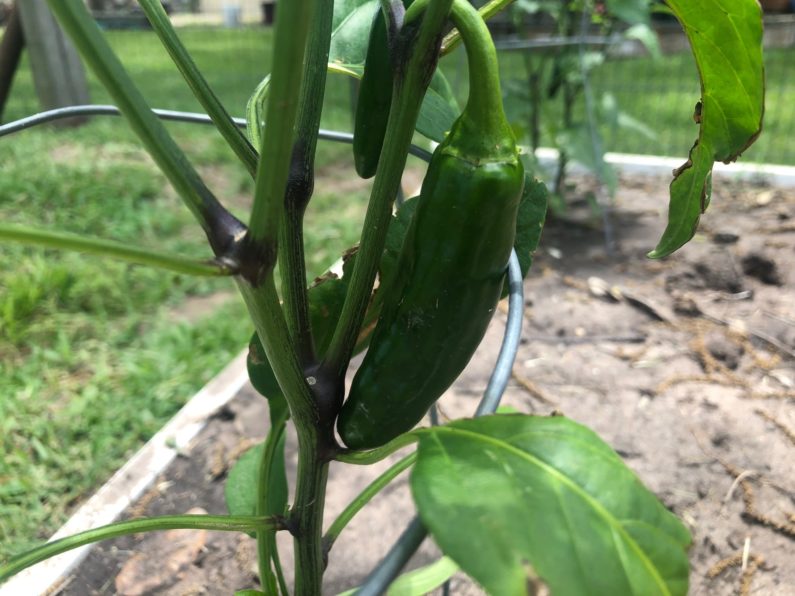 Gardening in Zone 9A April Update Tomatoes, Peppers and Corn