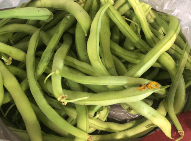 Should You Use a Bean & Pea Inoculant Counting Tomatoes