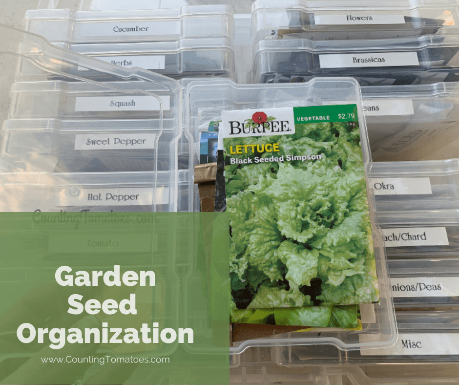 How to Store and Organize Seed Packets Counting Tomatoes