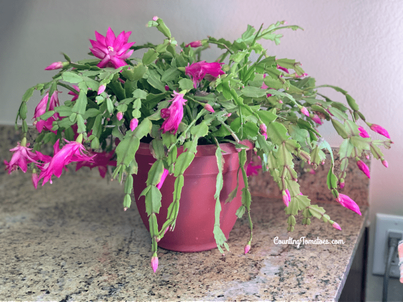Holiday Cactus Care for Blooming Counting Tomatoes