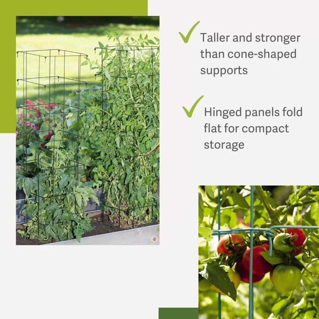 Indeterminate Tomatoes How to Grow & Varieties