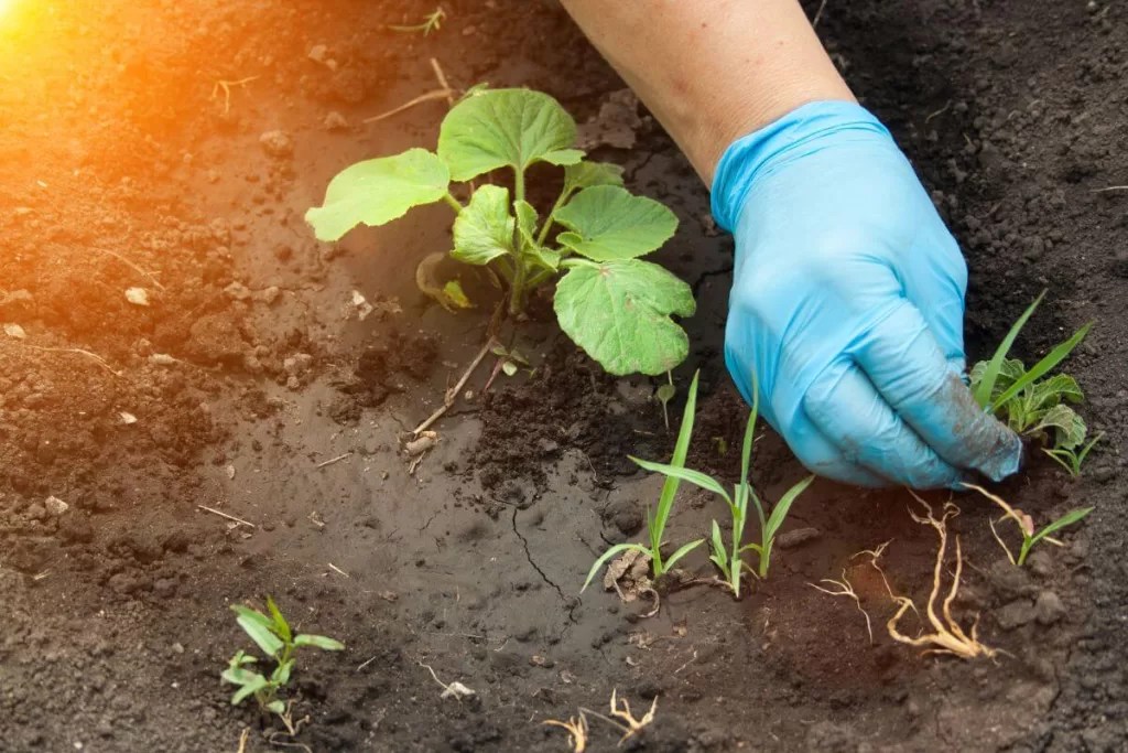 14 Ways to Get Rid of Grass & Weeds from a Vegetable Garden Counting
