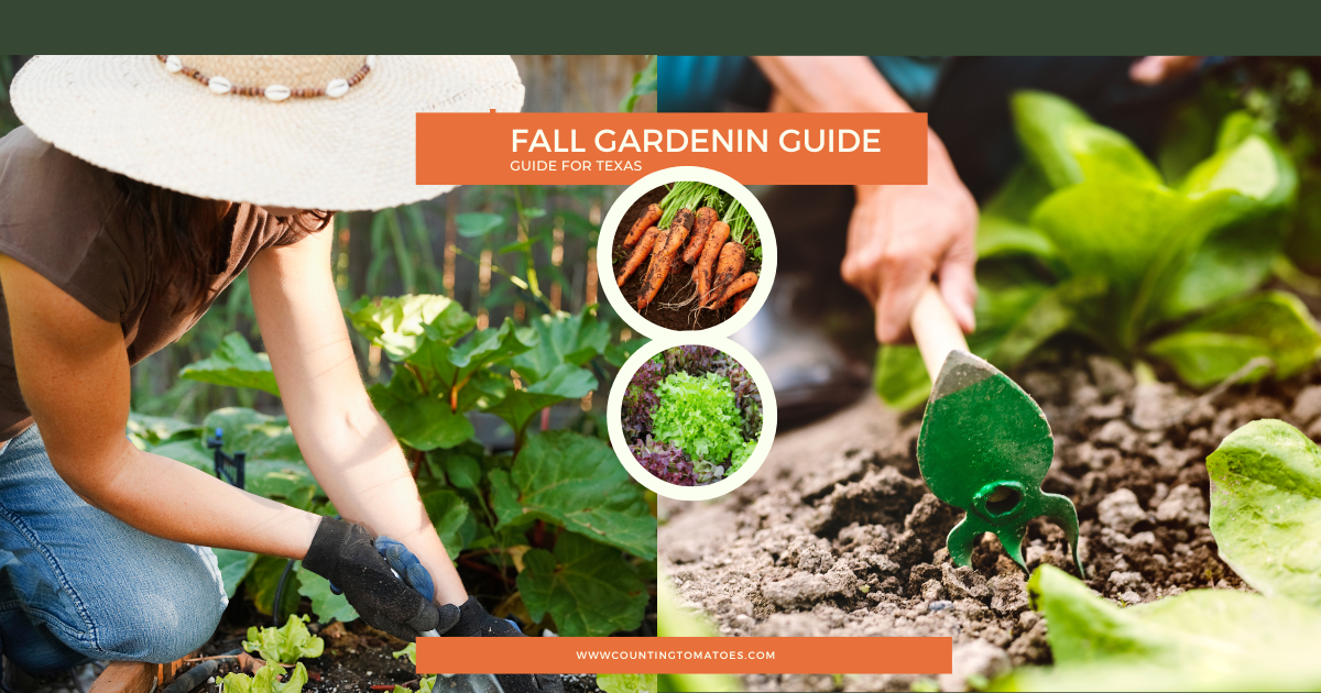 Texas Fall Garden Guide for Planting Time & Varieties Counting Tomatoes