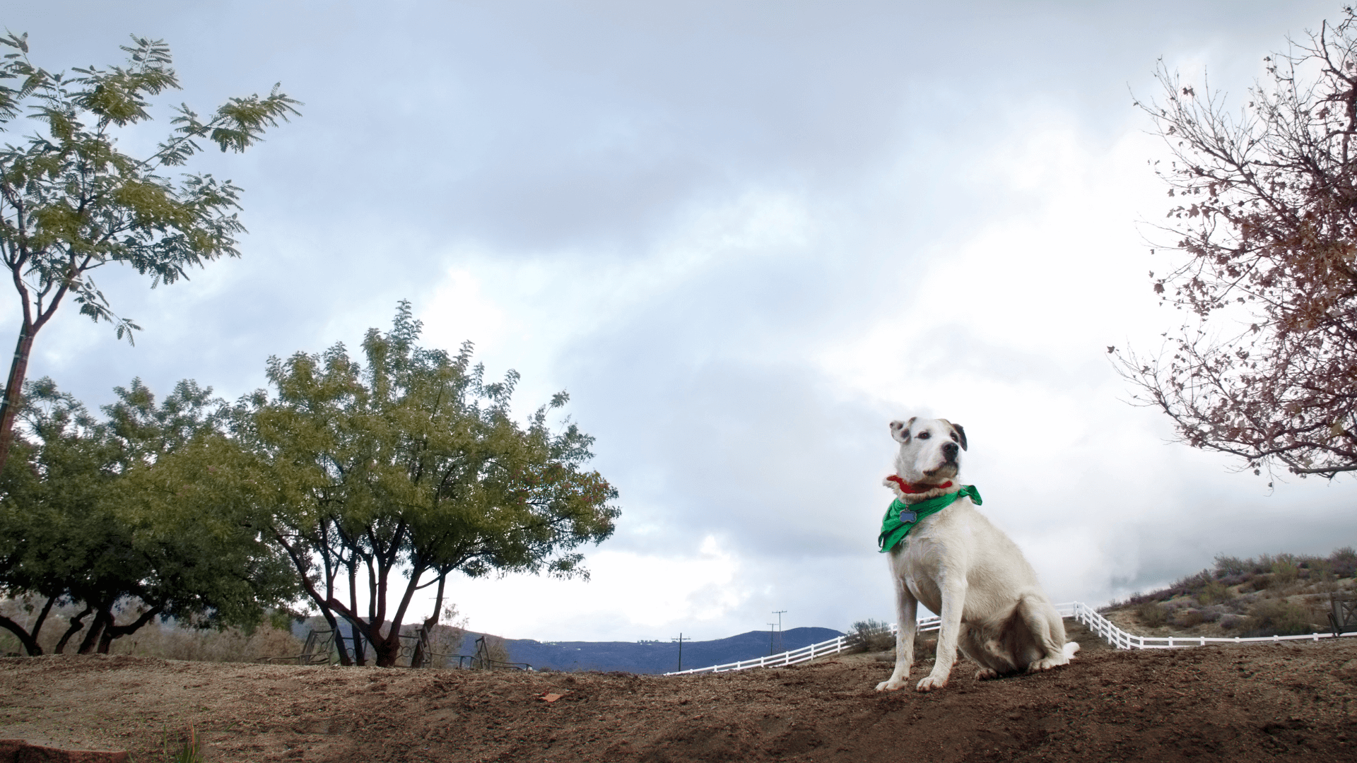 Pet Info In Elizabethtown, KY 40324 Country Critter VC