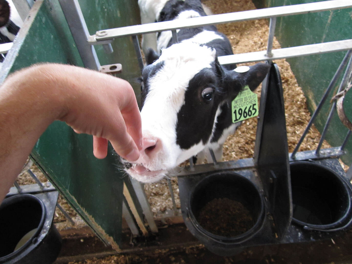 Moogle Report 5913 Country Dairy