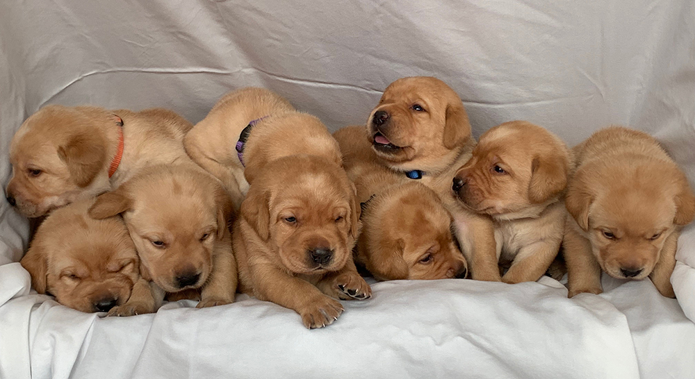 Puppies Available Now! Country Labs