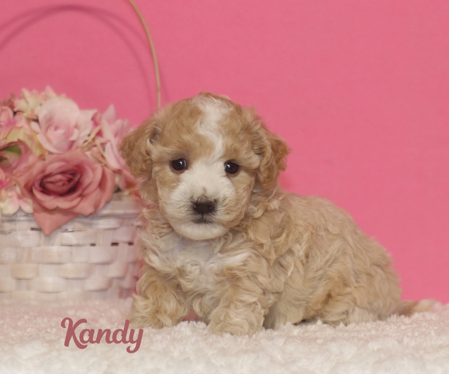 Country Lane Paws Kandy Our Dogs