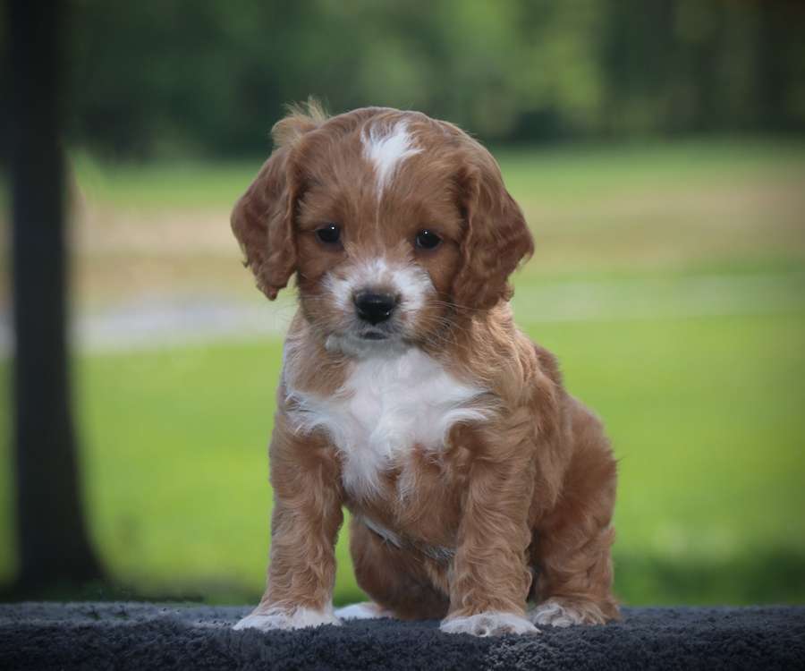 Pennsylvania's Top Cavapoo, Maltipoo & Cockapoo Breeder Country Lane Paws