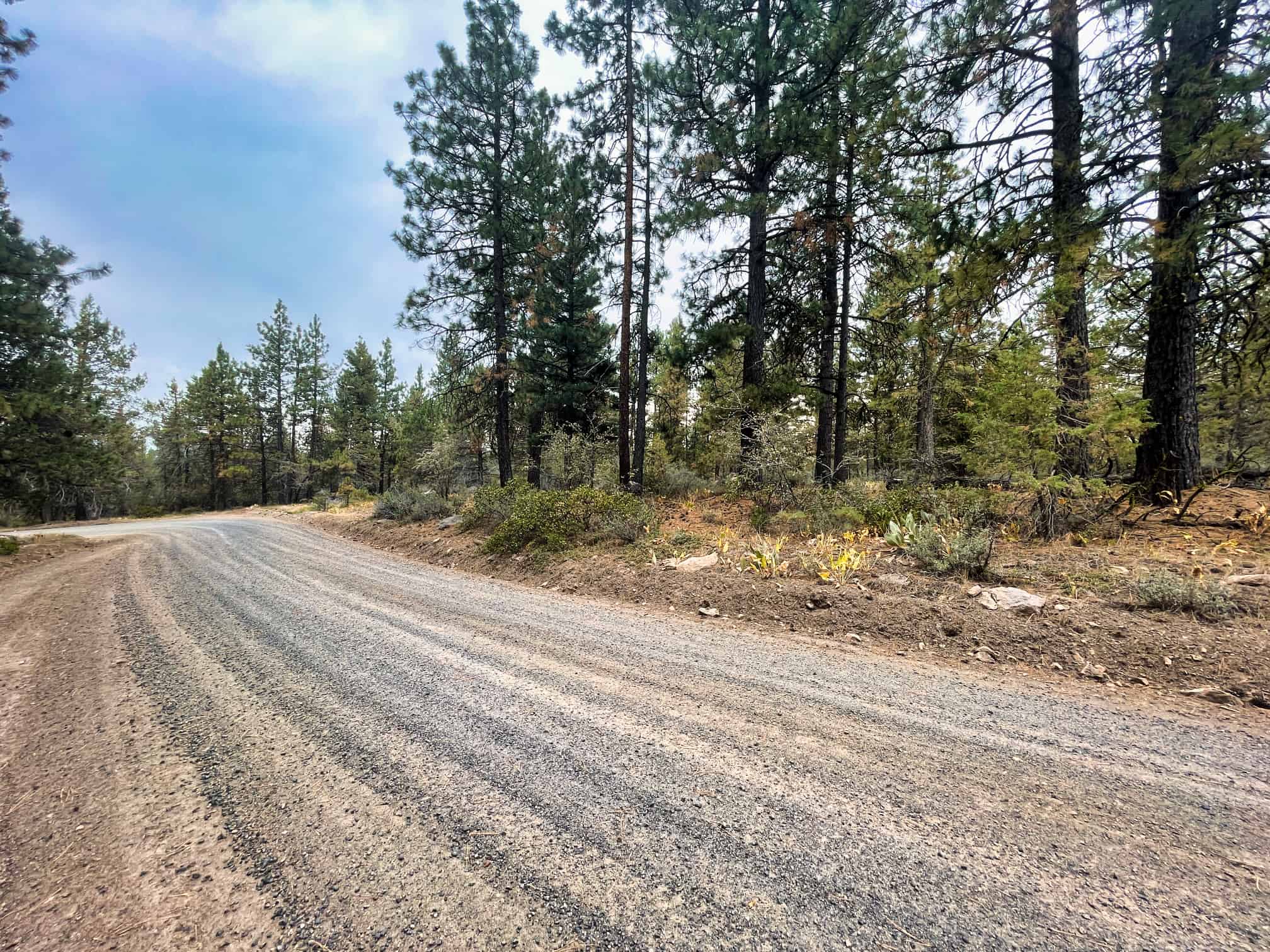 Sportsman's Paradise Parcel Is Nicely Treed With Thousands Of Acres Of