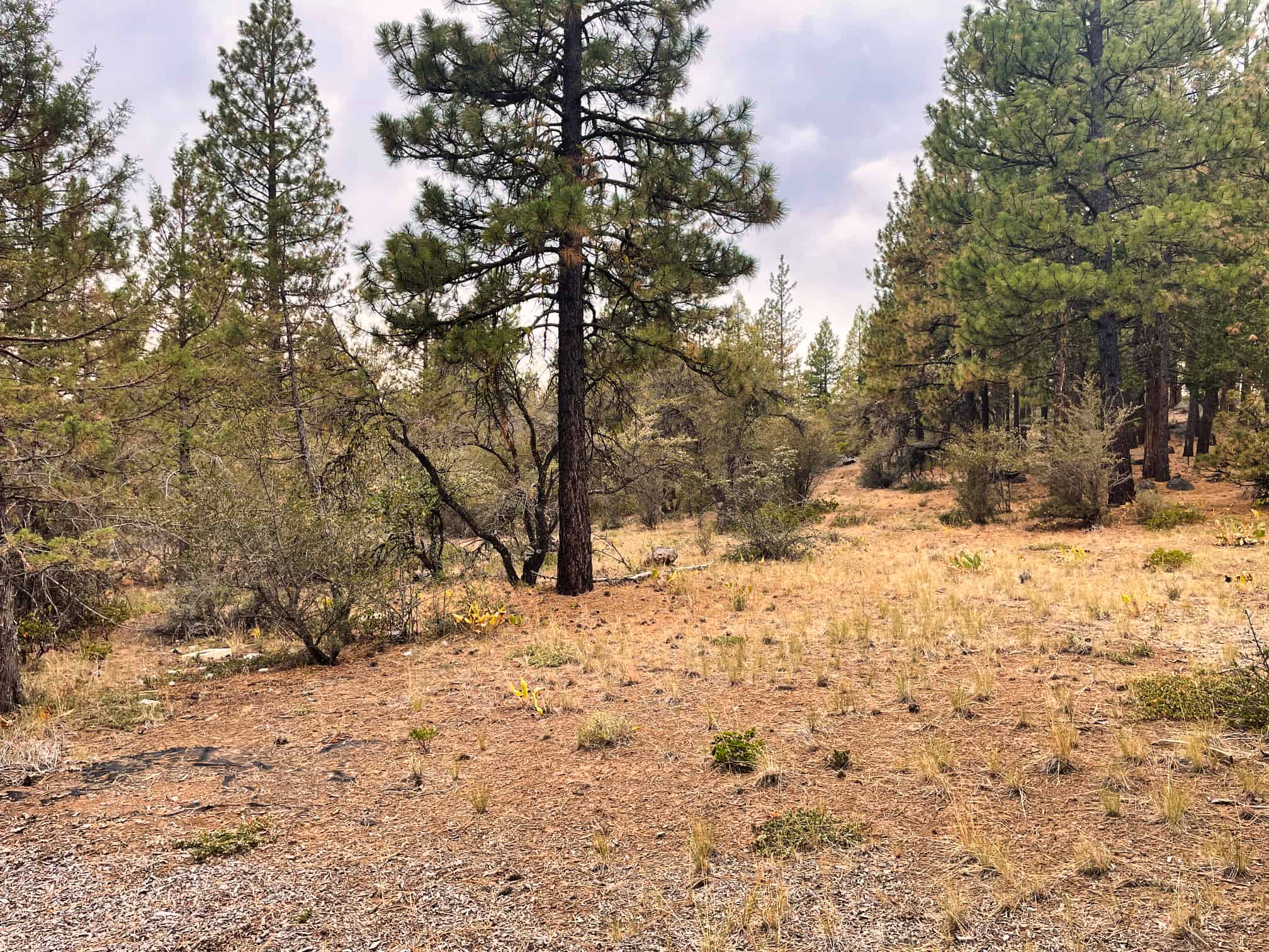 Sportsman's Paradise Parcel Is Nicely Treed With Thousands Of Acres Of