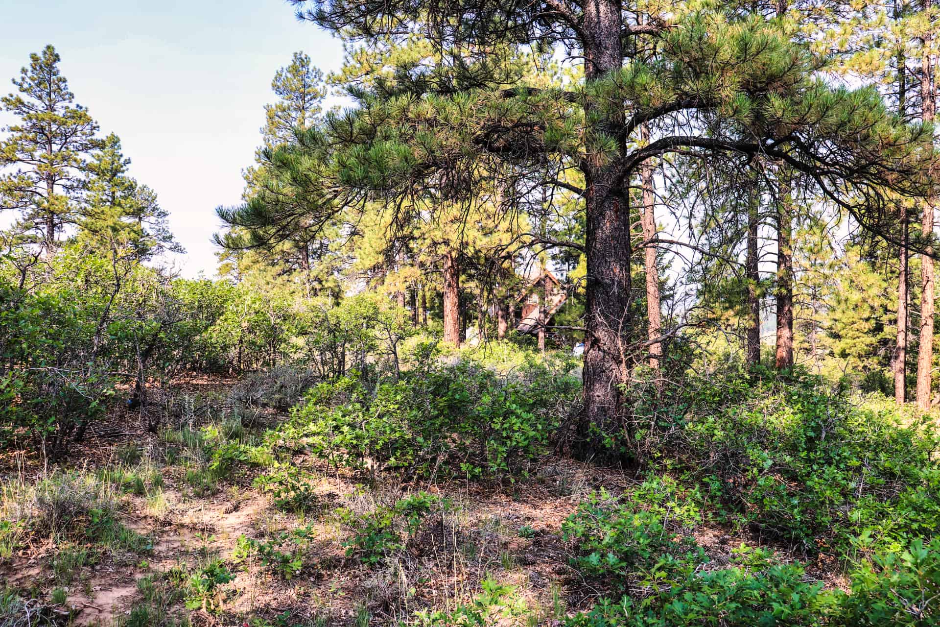 Colorado Sportsman's Paradise Parcel Featuring Hot Springs, Hunting