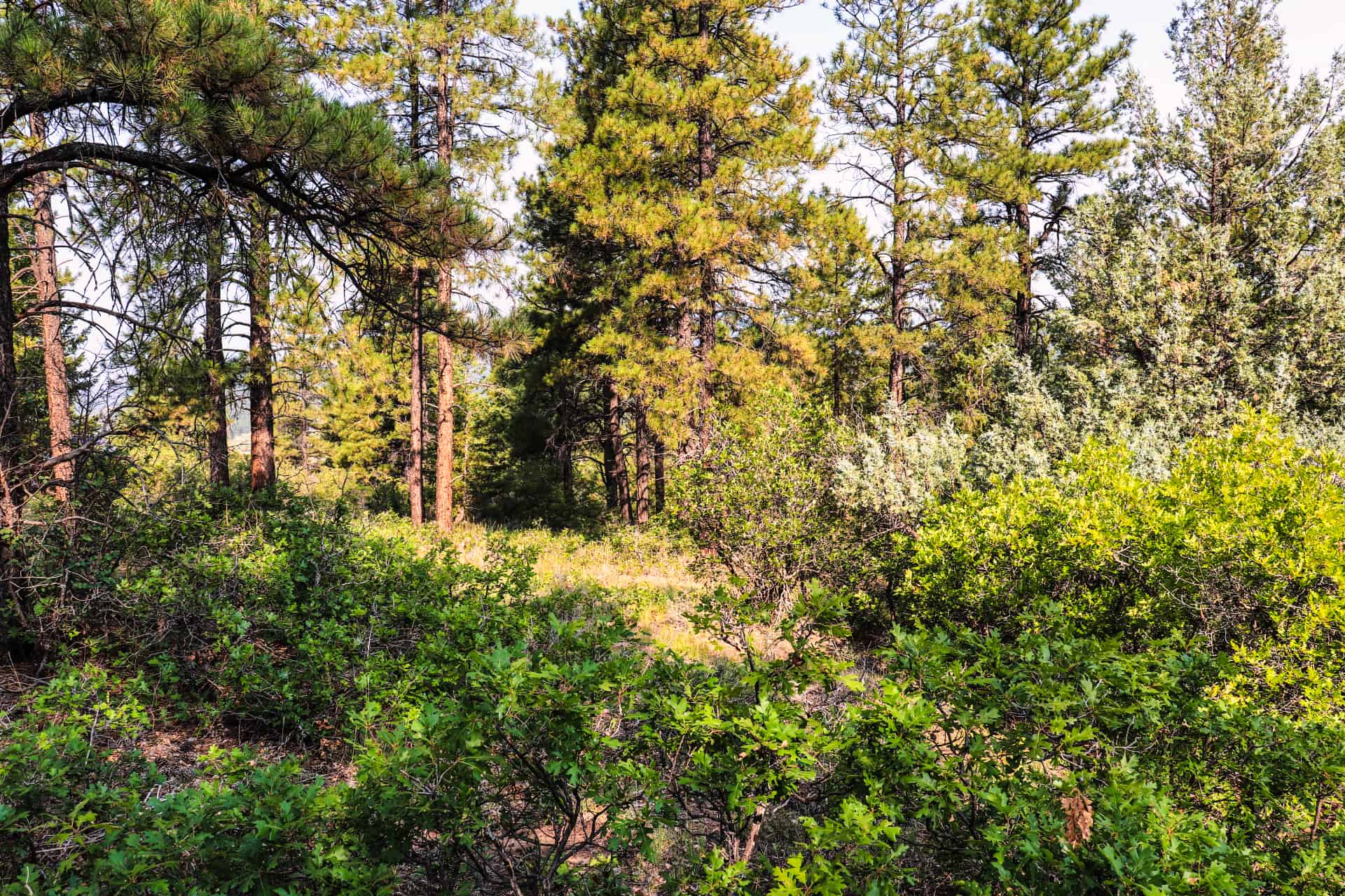 Colorado Sportsman's Paradise Parcel Featuring Hot Springs, Hunting