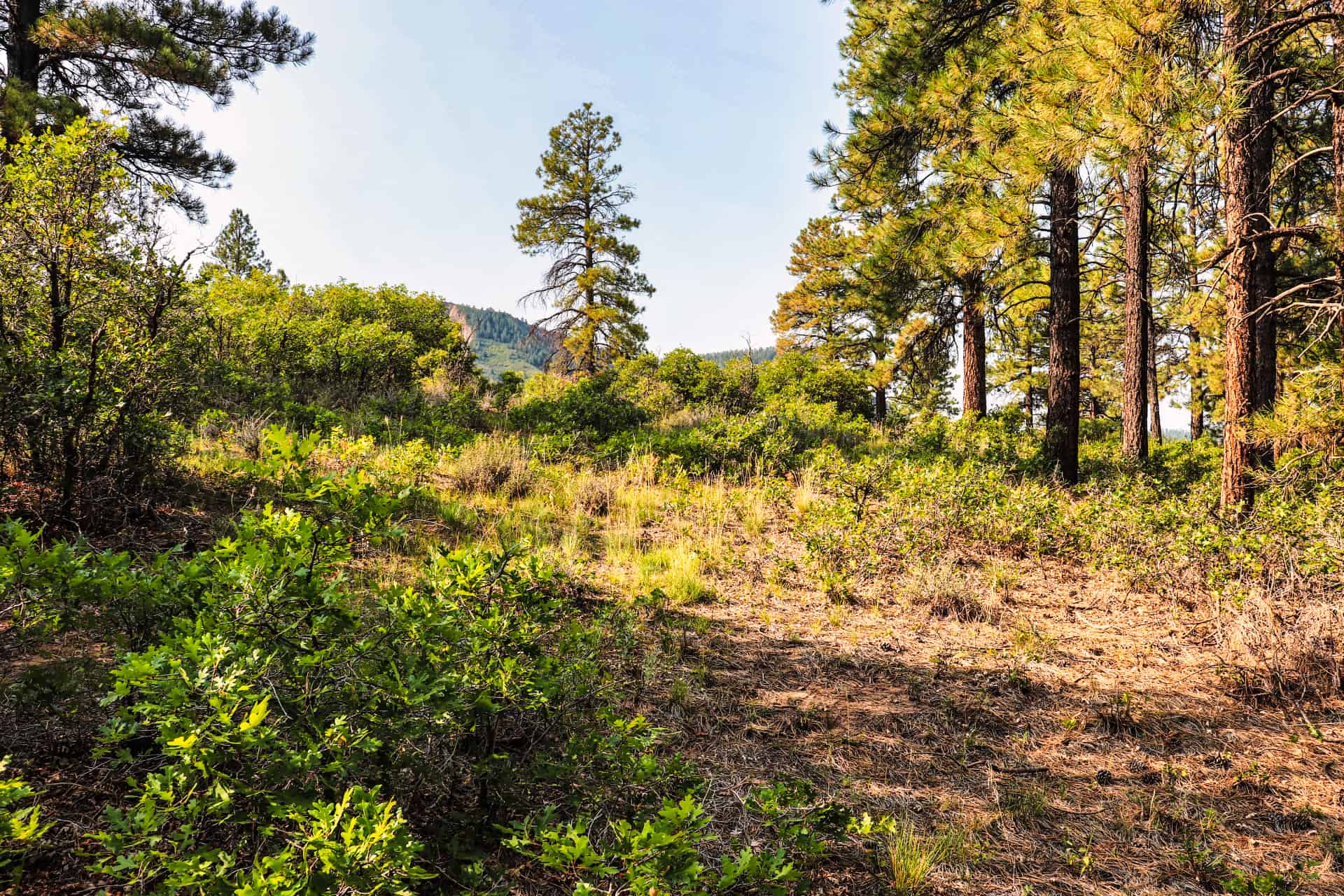 Colorado Sportsman's Paradise Parcel Featuring Hot Springs, Hunting