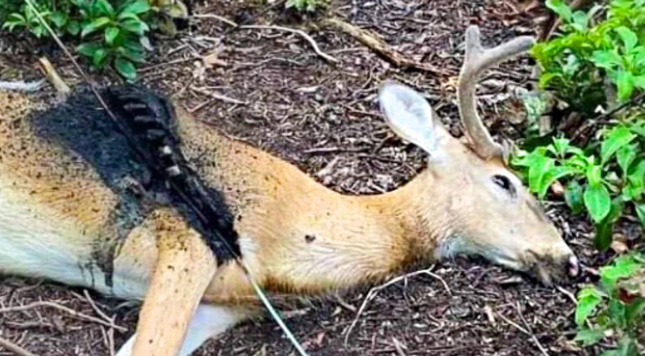 Deer Vs. Power Line What Happens When You Touch A Hot Wire