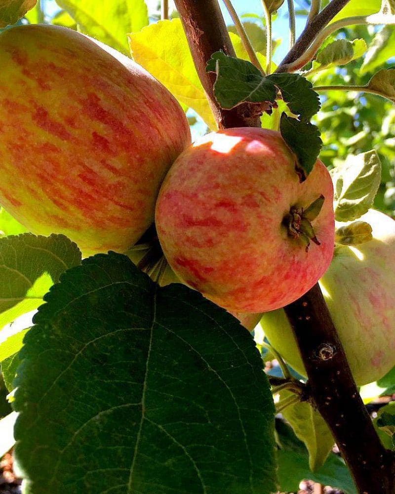Apple 'Battleford' Countryside Garden Centre