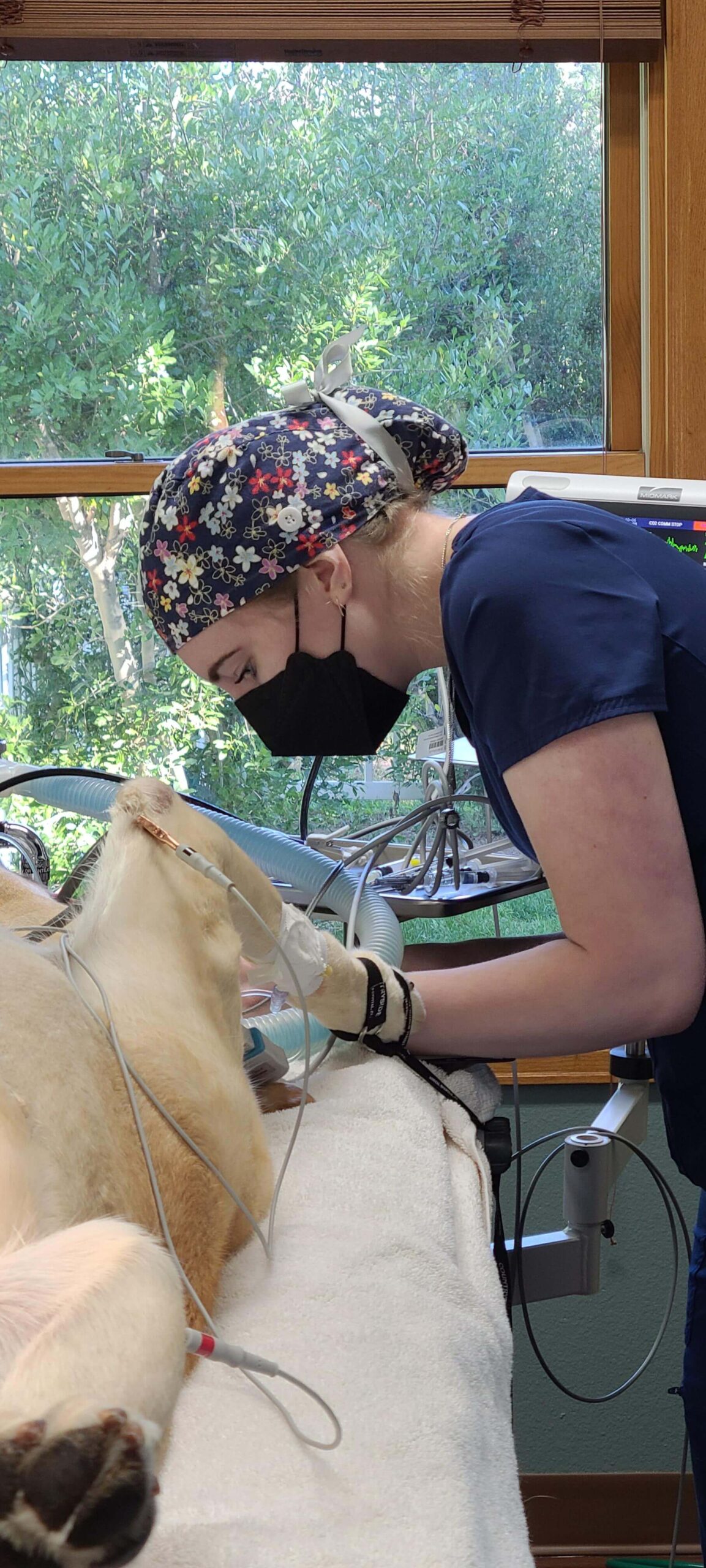 Best Vet Hospital In Fort Collins, CO Countryside