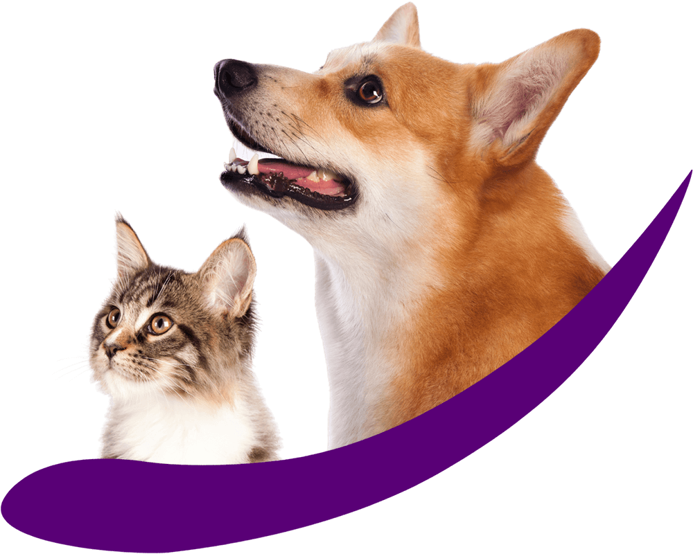 Best Veterinary Hospital in American Fork, UT Country View Veterinary