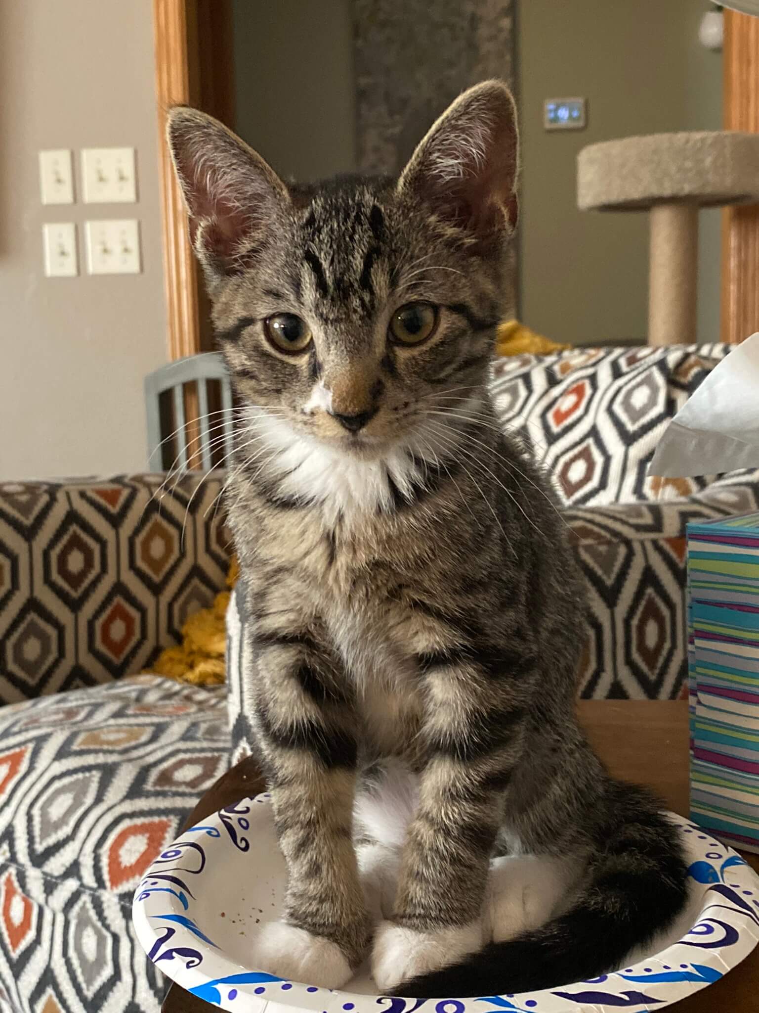 Country View Veterinary Services Of New Glarus Gallery Vet Clinic In