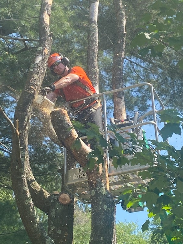 Seth Jajliardo Maple Leaf Tree Services of MA County Advisory Board