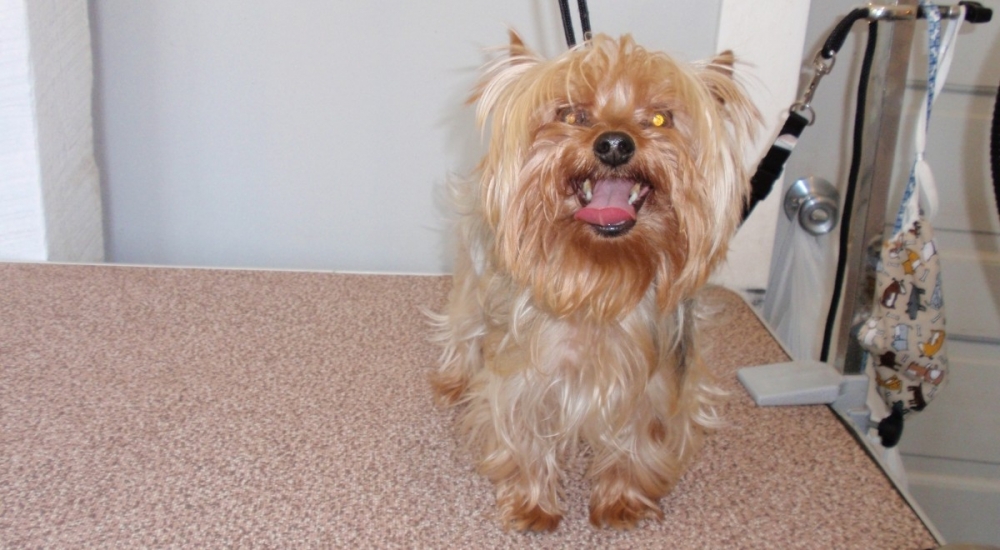 Dog Grooming around Kokomo, IN County Line K9