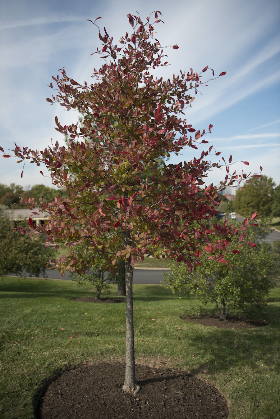 Blackgum trees County Lines Online