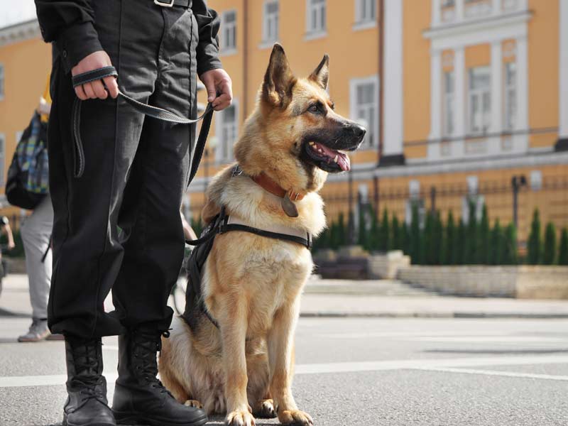 Security Dogs Lewisham Manned Security Guards & Security Dogs
