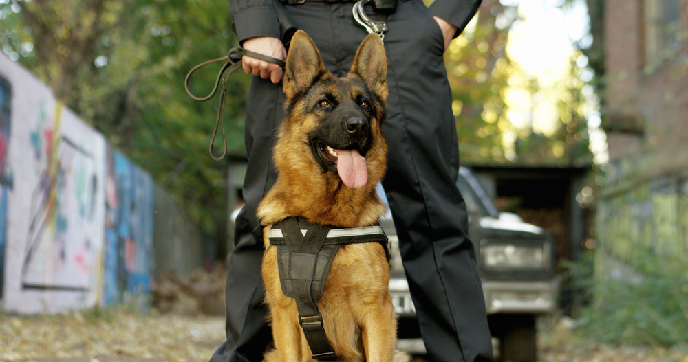 Benefits of Dog Unit Security County Security UK