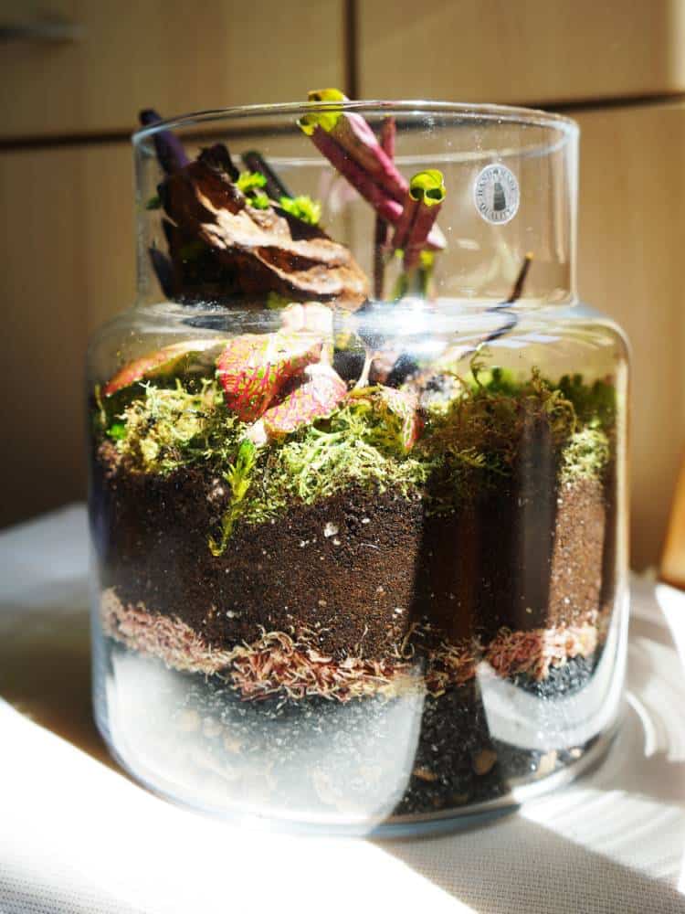 Terrarium Guide How To Make A Terrarium Couples Guide To