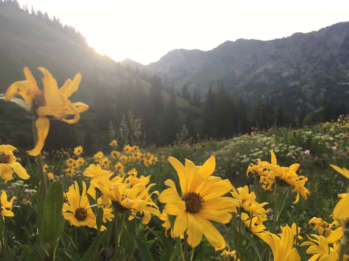 8 Wildflower Hikes in Utah Best Places to See Wildflowers Coupons 4 Utah