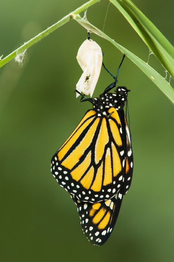 Butterfly Coming Out Of Cocoon