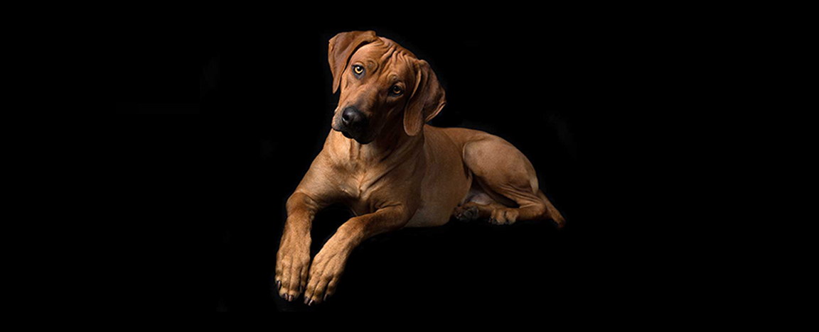 Rhodesian Ridgeback Rescue Az l2sanpiero