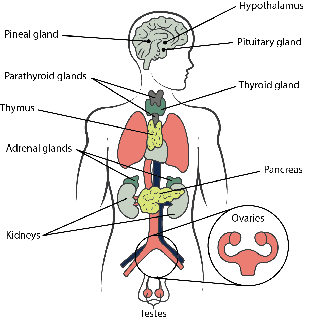 The Endocrine System