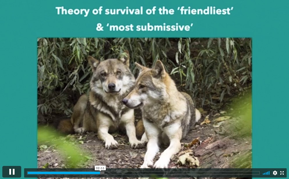 Animal Psychology Pets Behaviour Course Cloud