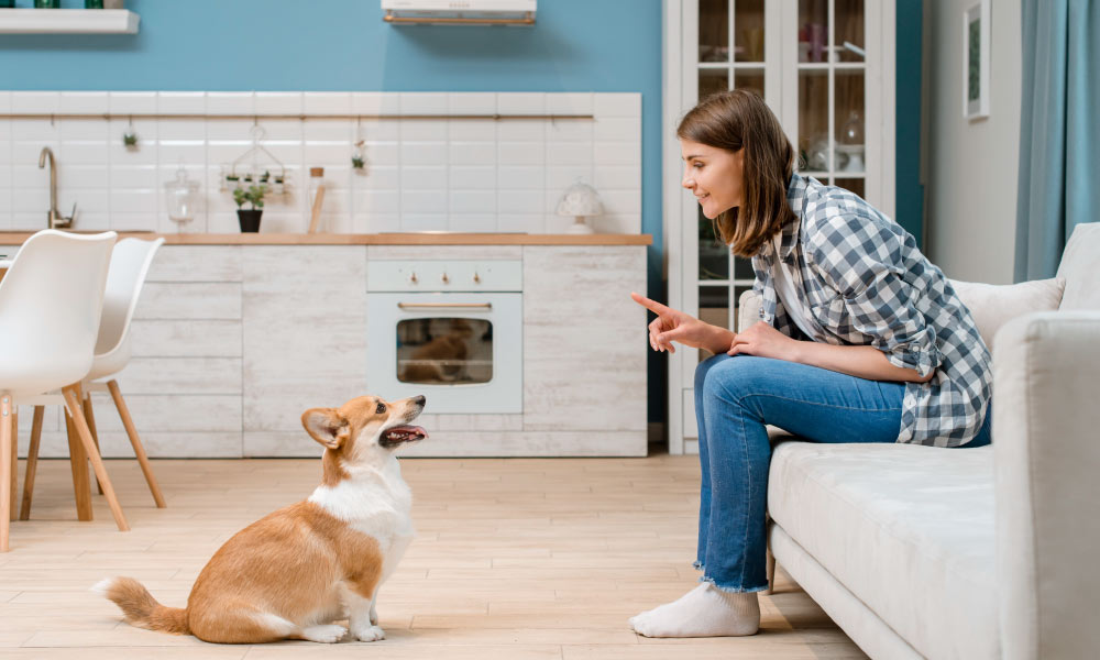 Diploma in Dog Training Career Course Cloud