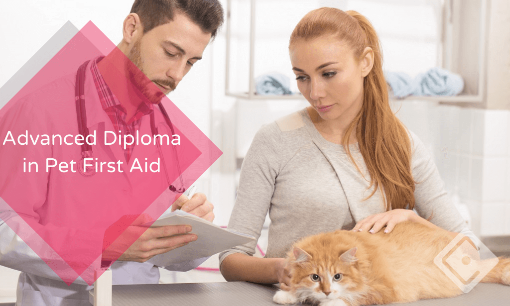 Advanced Diploma in Pet First Aid Course Gate