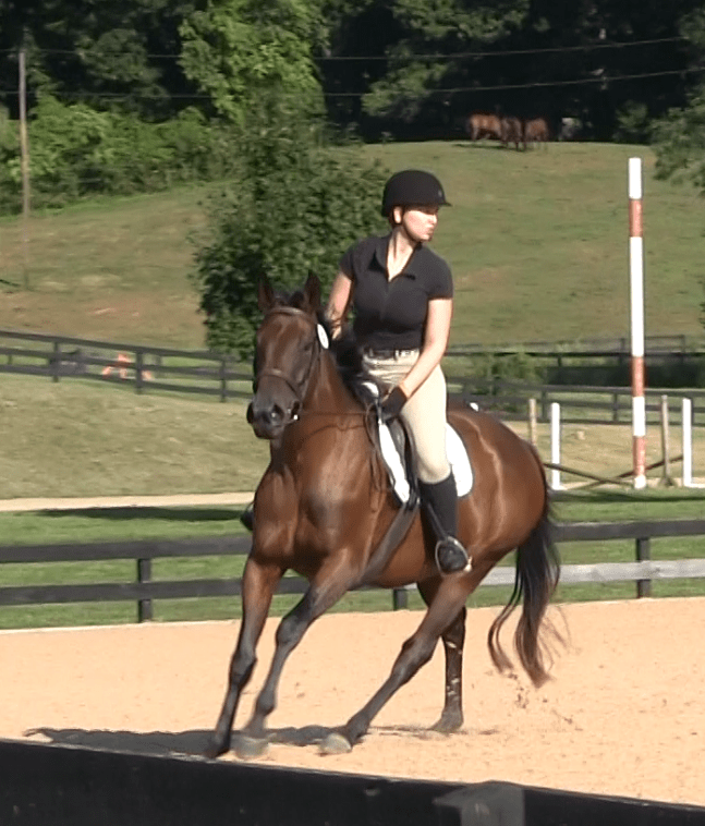 Berry An Equestrian Life