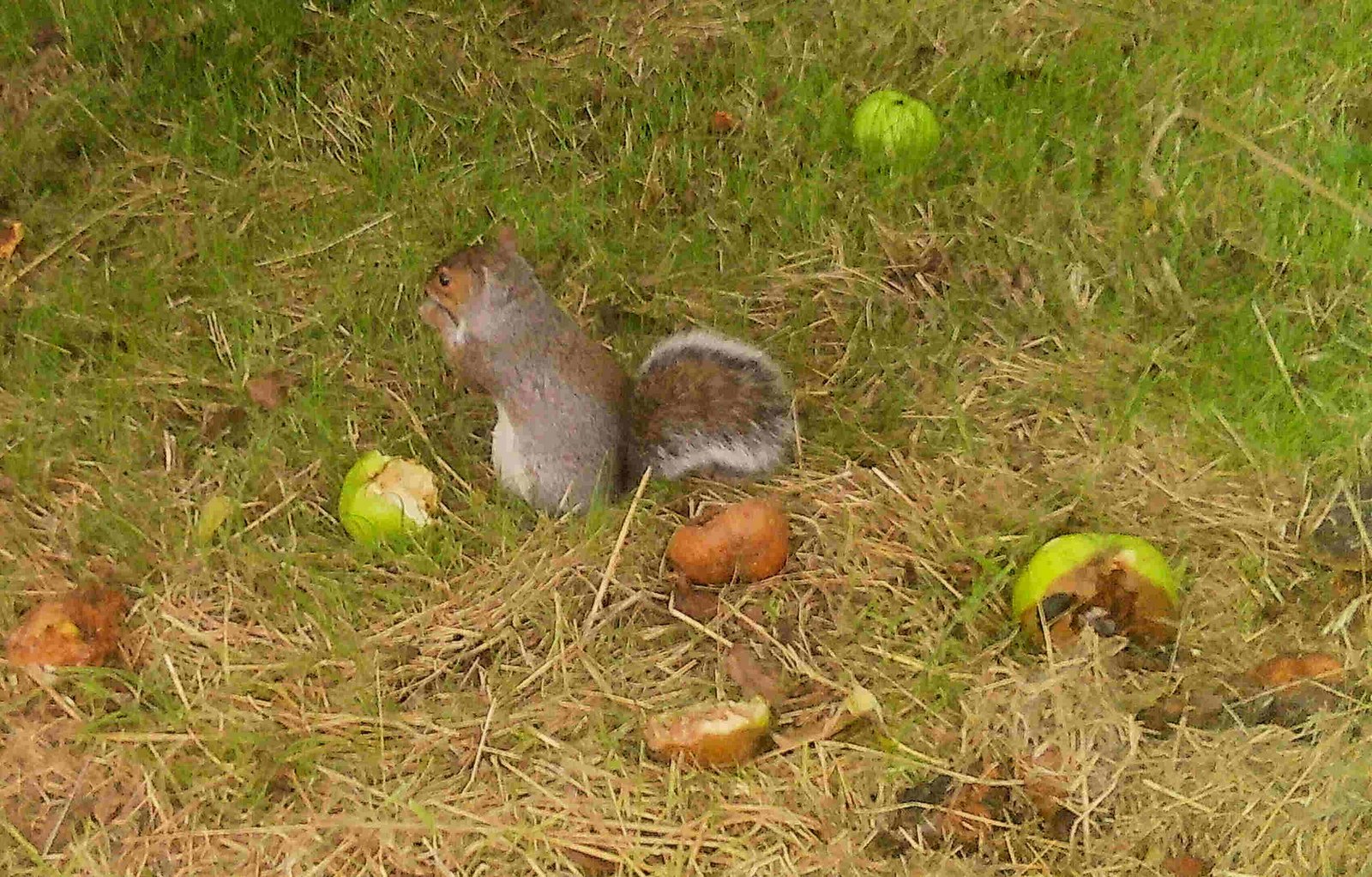 Squirrel eating apples McG Juice