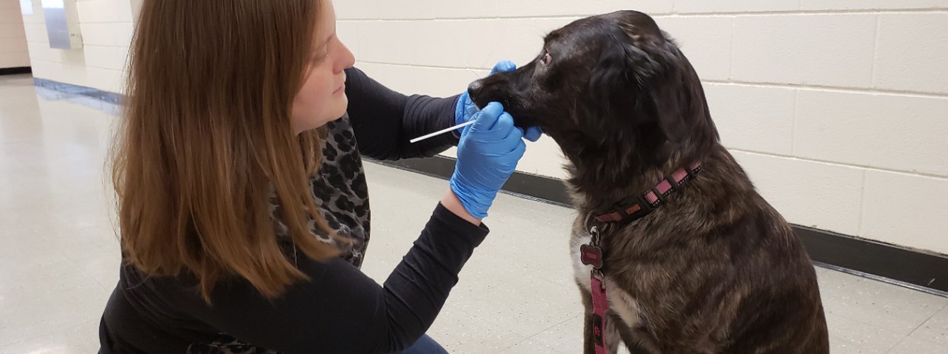 Colegio de veterinarios de Castellón DESARROLLAN EL PRIMER TEST