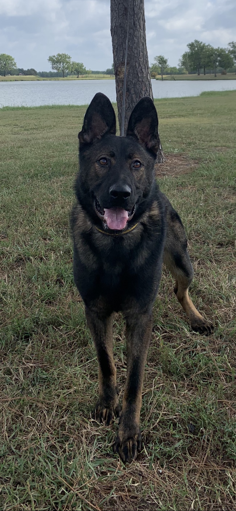 DOGS FOR SALE Covenant K9 Detection Services