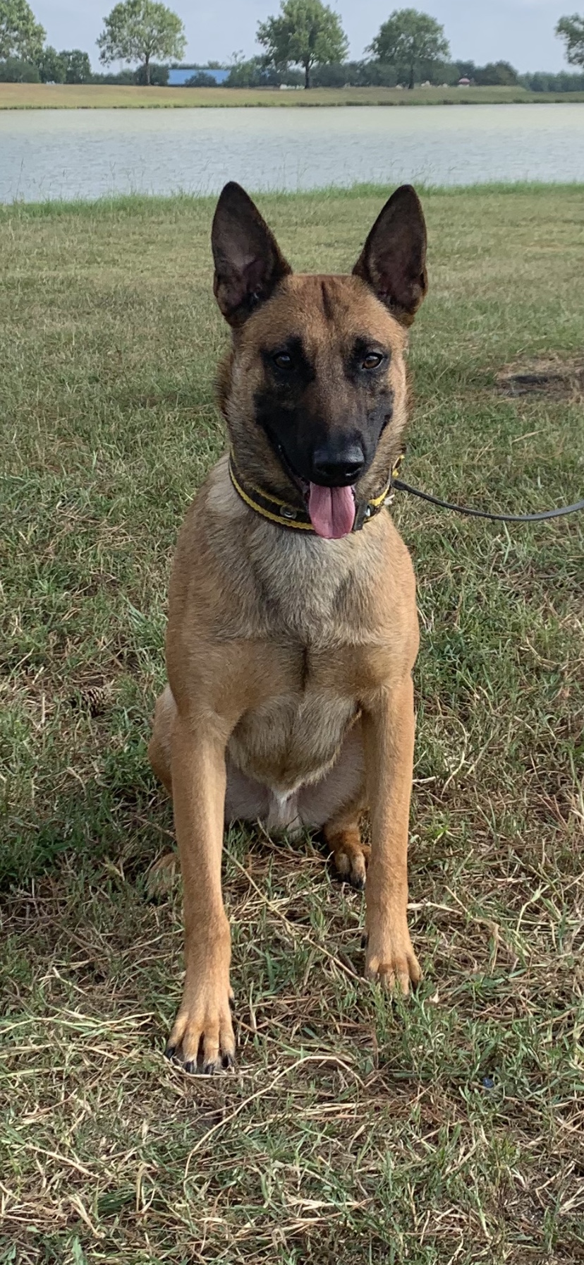 DOGS FOR SALE Covenant K9 Detection Services