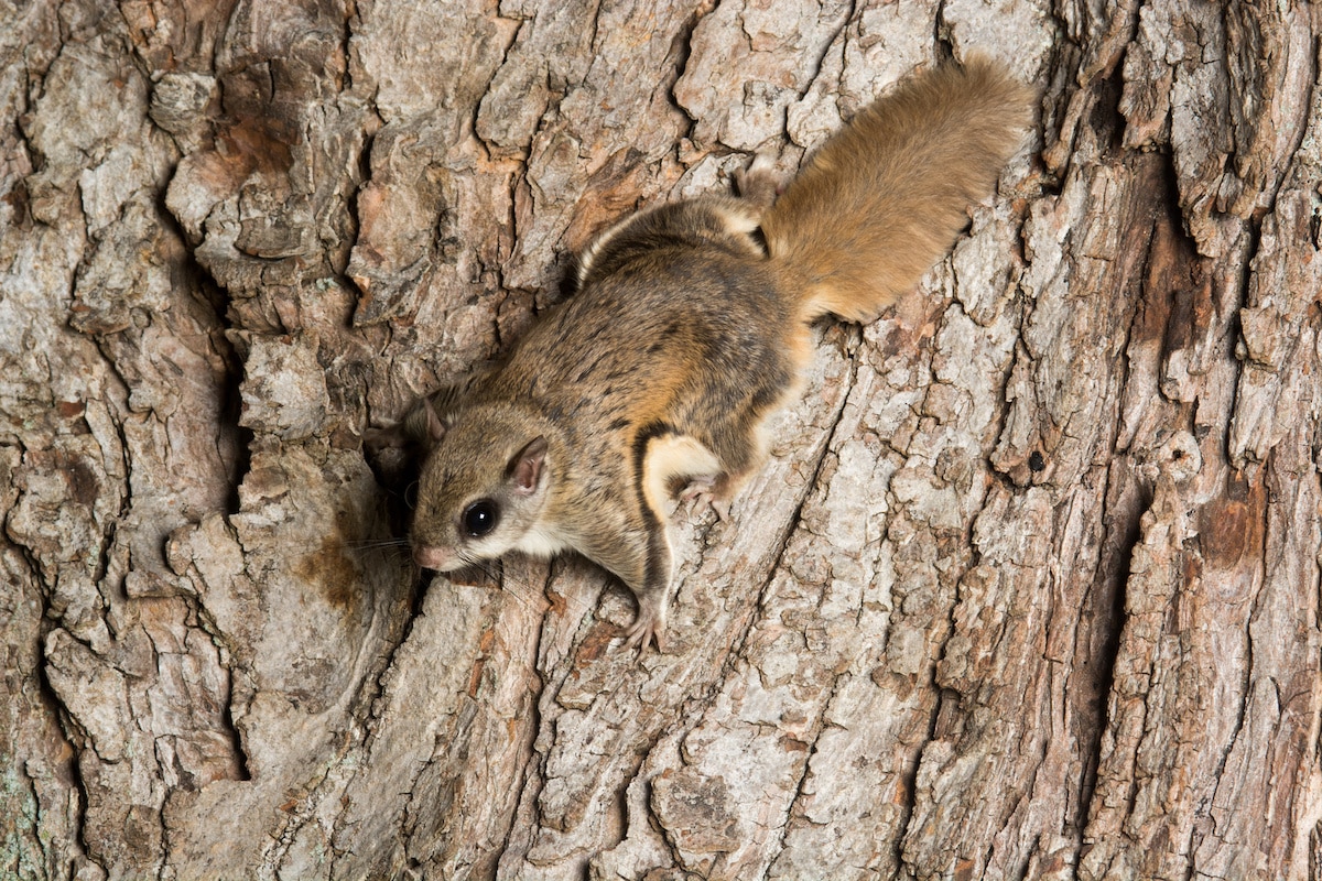 Flying Squirrels in the Attic? Covenant Wildlife