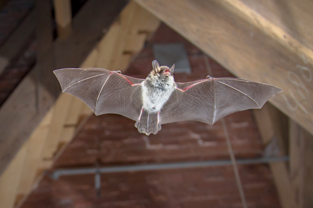 How Do Bats Get in the House? Covenant Wildlife