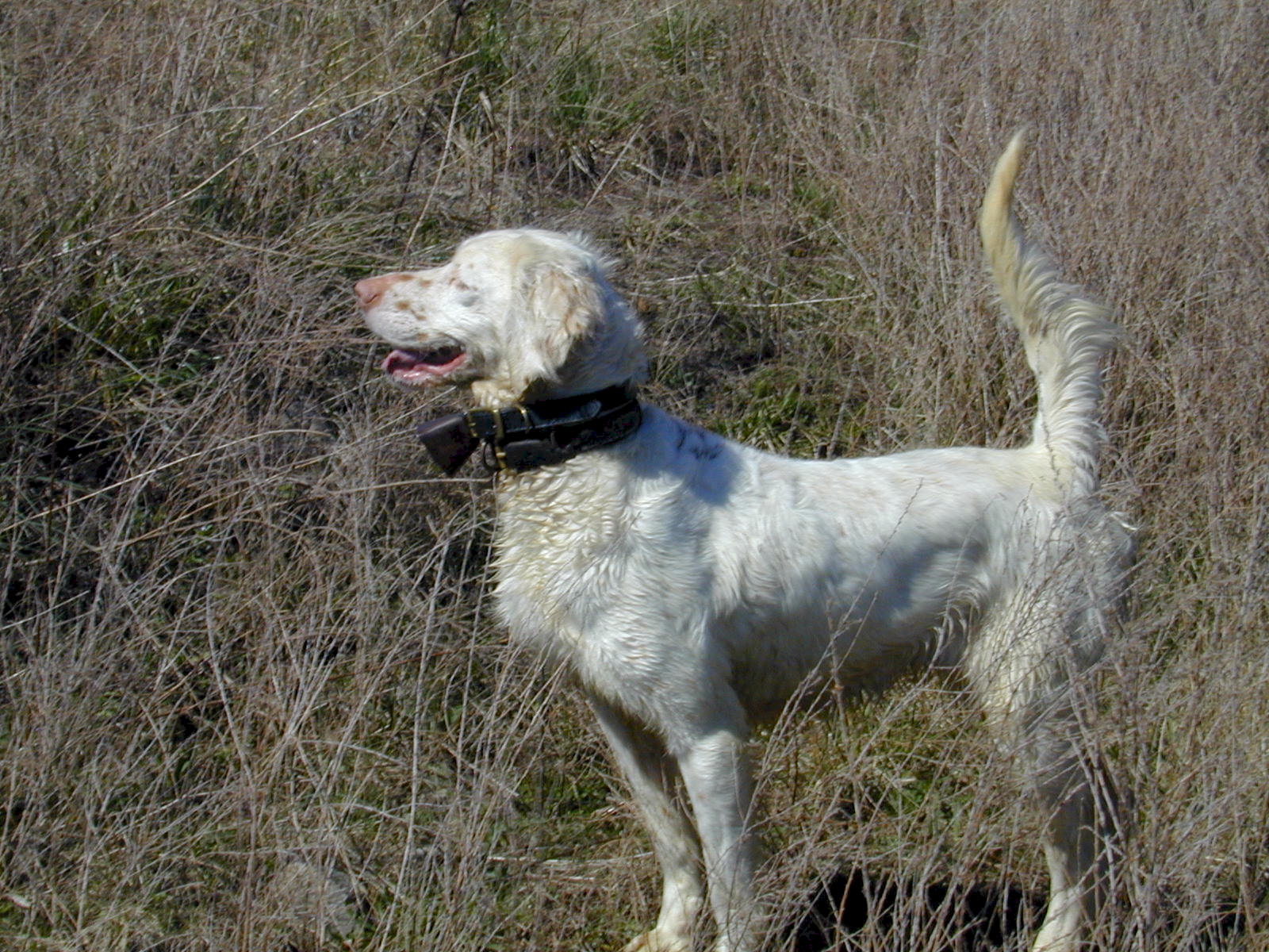 Grapevine Kennels Dogs