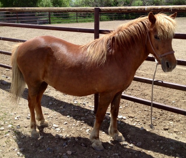 What Makes Covered Wagon Ranch Horses So Special? Covered Wagon Ranch